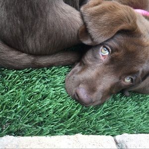 Meet your Posher, Casey